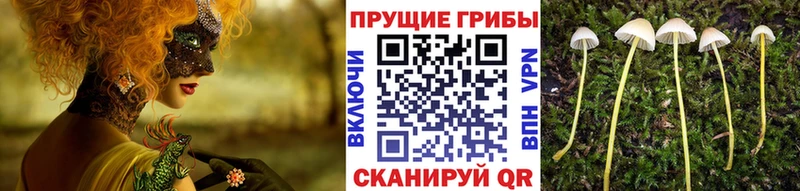 наркота Зеленоградск Псилоцибиновые грибы ЛСД